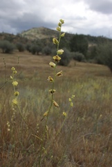 Streptanthus polygaloides