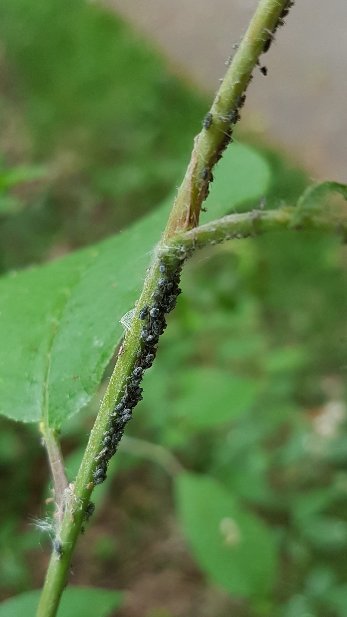 Rhopalosiphum padi (Linnaeus, 1758)