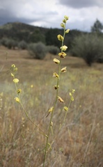 Streptanthus polygaloides