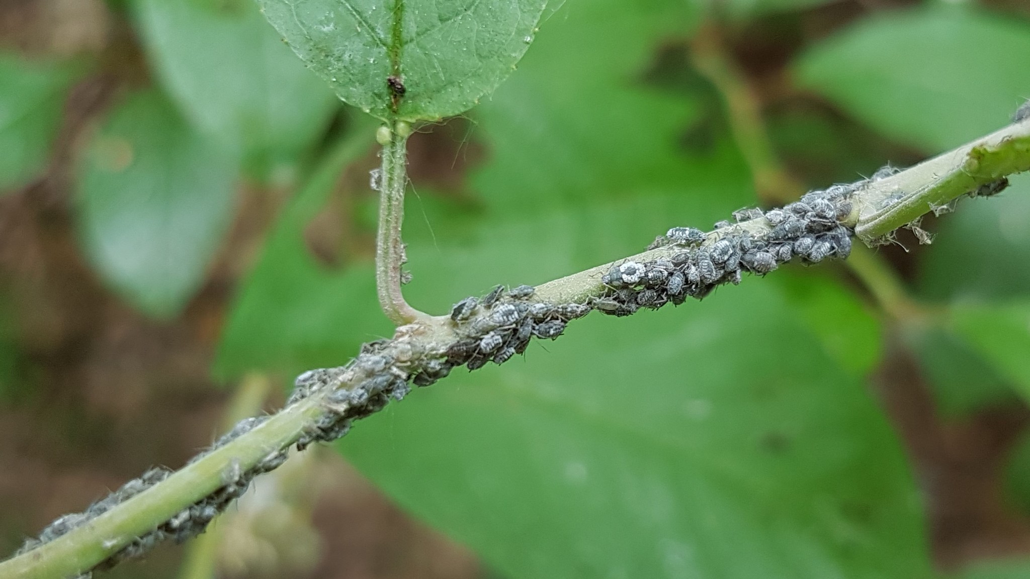 Rhopalosiphum padi (Linnaeus, 1758)