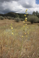 Streptanthus polygaloides