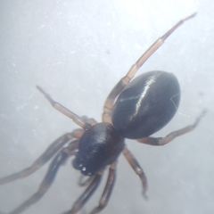 Cetonana laticeps