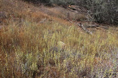 Streptanthus polygaloides