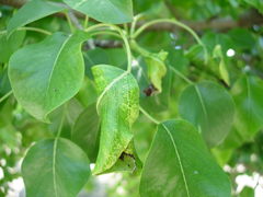 Dysaphis plantaginea