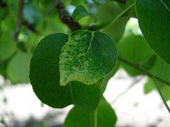 Dysaphis plantaginea