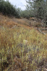 Streptanthus polygaloides