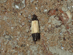 Anacampsis coverdalella