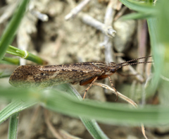 Limnephilus affinis