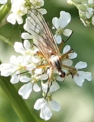 Empis digramma