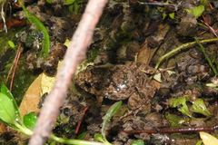 Fejervarya multistriata