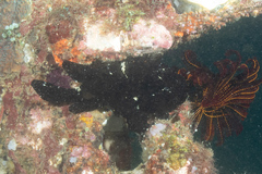 Antennarius commerson