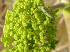 Opopanax chironium