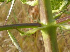 Opopanax chironium