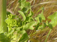 Opopanax chironium