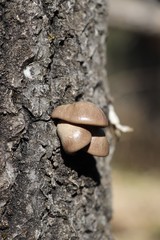 Pleurotus calyptratus