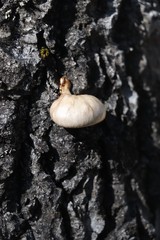 Pleurotus calyptratus