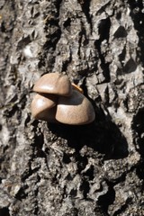 Pleurotus calyptratus