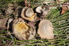 Pleurotus calyptratus