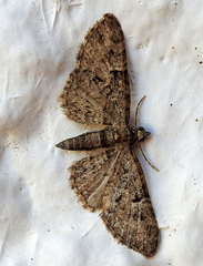 Gymnoscelis rufifasciata
