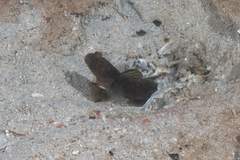 Cryptocentrus fasciatus