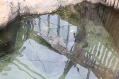 Mecistops cataphractus