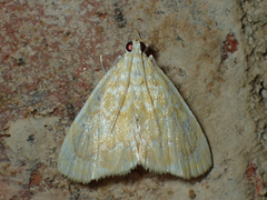 Glaphyria glaphyralis