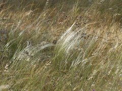Stipa austroitalica