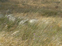 Stipa austroitalica