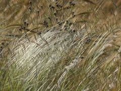 Stipa austroitalica