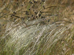 Stipa austroitalica