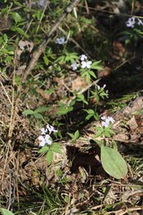 Cardamine altaica