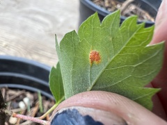 Cronartium ribicola