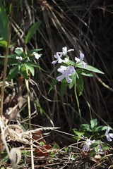 Cardamine altaica