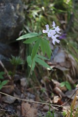 Cardamine altaica