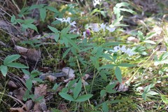 Cardamine altaica
