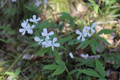 Cardamine altaica