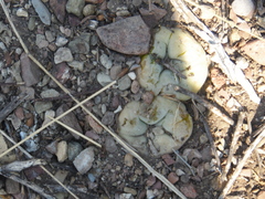 Lophophora diffusa