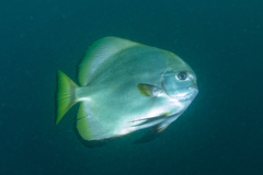 Platax boersii