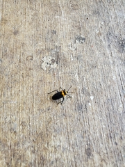 Platytylus bicinctus