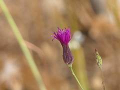 Crupina crupinastrum