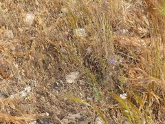 Crupina crupinastrum