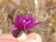 Crupina crupinastrum