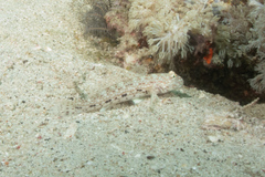 Istigobius decoratus