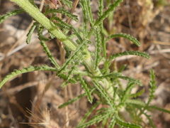 Crupina crupinastrum