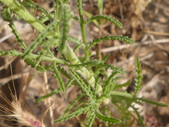 Crupina crupinastrum