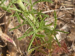 Crupina crupinastrum