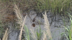 Botaurinae