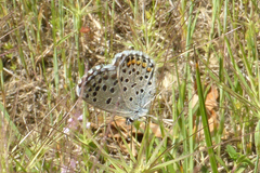 Pseudophilotes baton