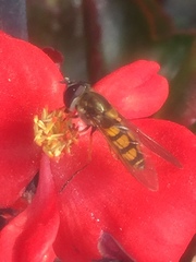 Syrphus octomaculatus