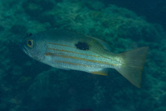 Lutjanus ehrenbergii